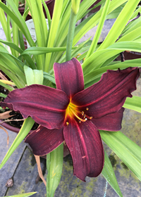 Hemerocallis 'American Revolution'